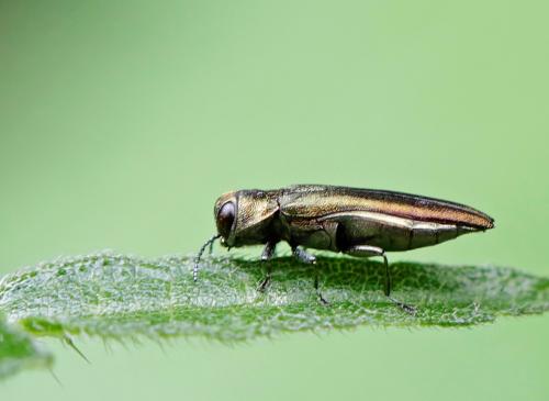 Réf. 259 763 : Agrilus sp.